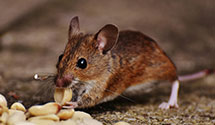 24 Hour & Emergency Exterminators in Blue Cross Of So Calif, CA